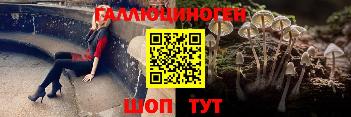 Псилоцибиновые грибы Psilocybe Мончегорск